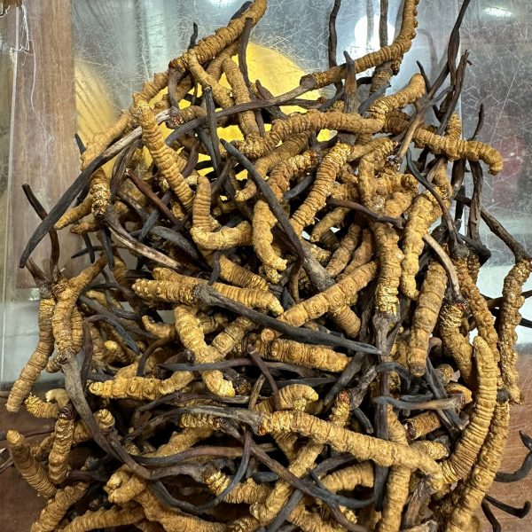 西藏那曲冬蟲夏草（兩）