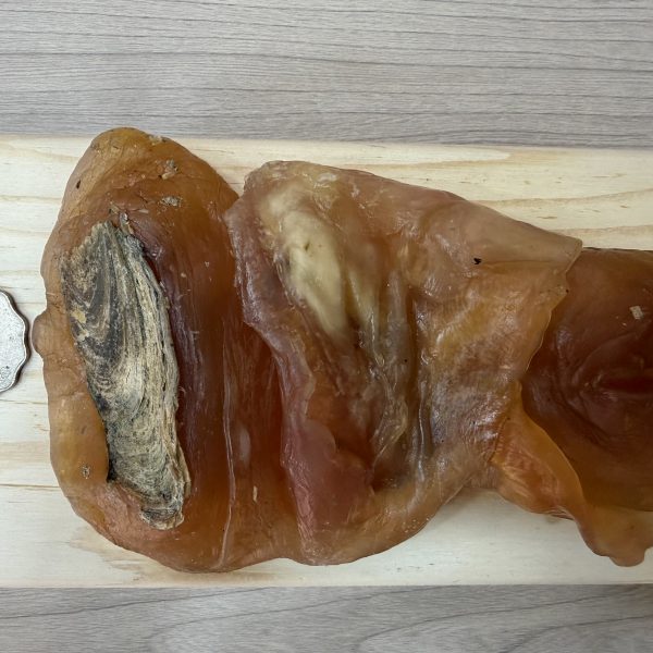 美國生曬響螺片