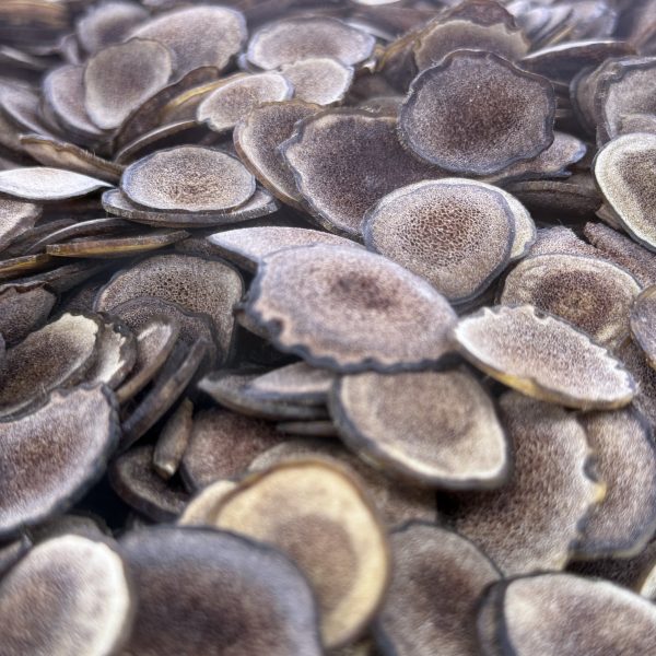 特級鹿茸片（兩）