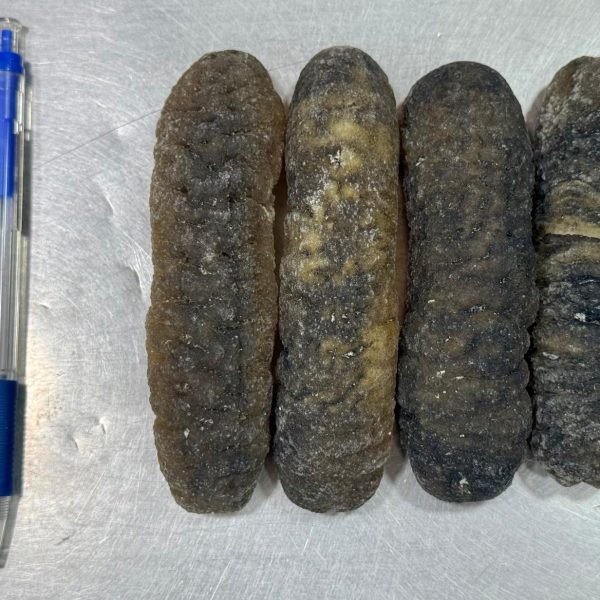 澳洲紋禿參(8頭)（斤）