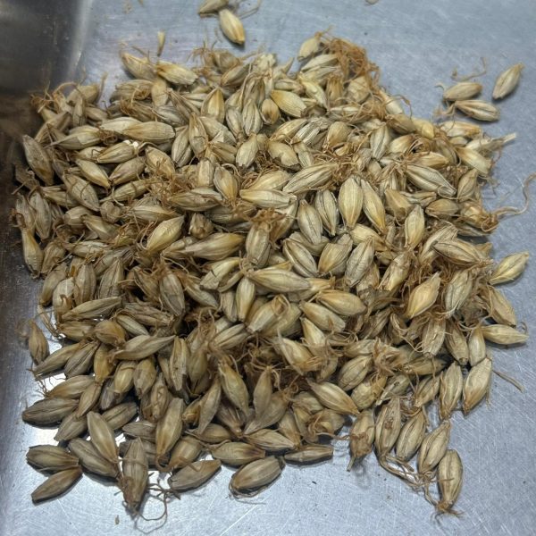 生麥芽