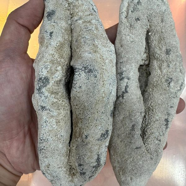 四頭豬婆參（斤）