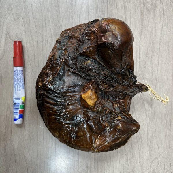 原隻紐西蘭羊胎（9兩）（隻）（可代打粉）